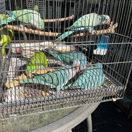A bird raised by Wacky Wings