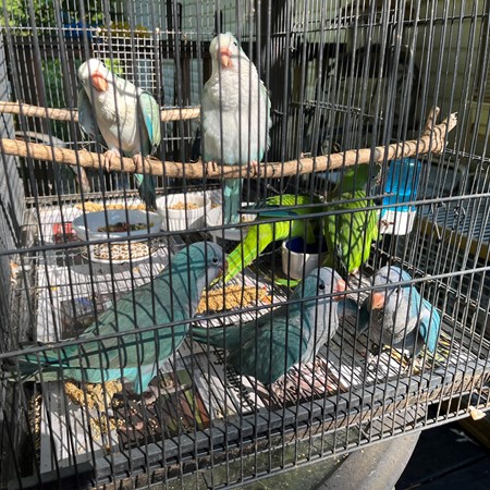 A bird raised by Wacky Wings