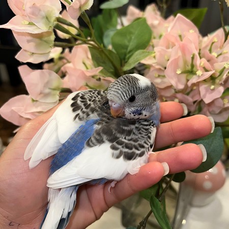 Budgerigar