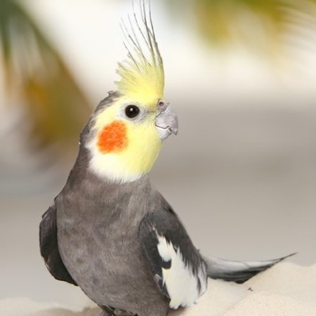 Cockatiel #214061 for sale in Valrico, FL
