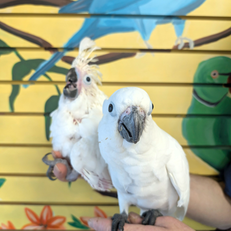 Umbrella Cockatoo