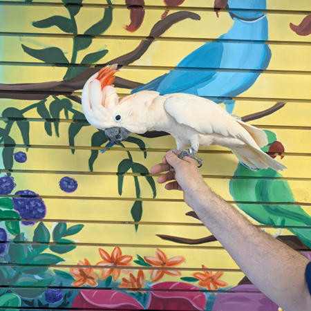 Moluccan Cockatoo
