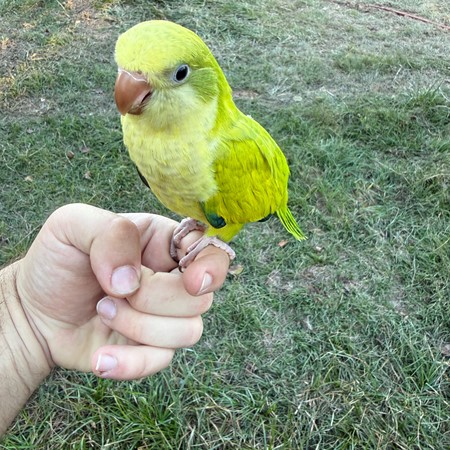 Quaker Parrot