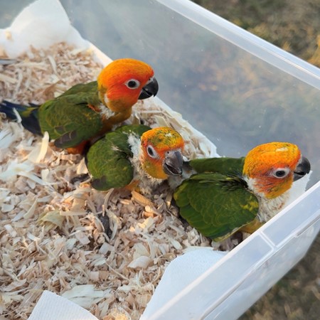 Sun Conure