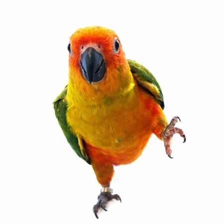 Sun Conure