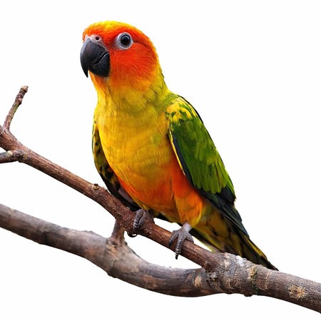 Sun Conure