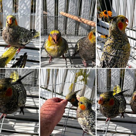 Cockatiel