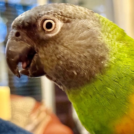 Senegal Poicephalus