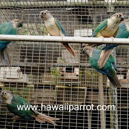 Green Cheek Conure