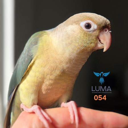 Green Cheek Conure
