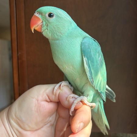 Ringneck Indian Parakeet