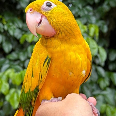 Golden Conure