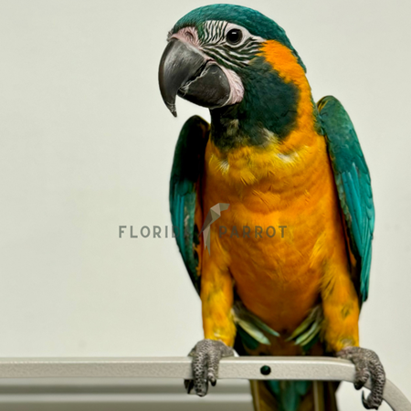 Blue Throat (Caninde) Macaw