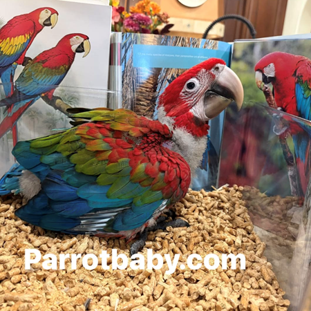 Green Wing Macaw