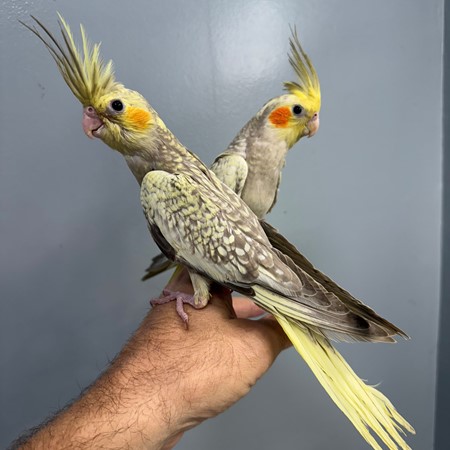 Cockatiel