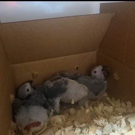African Grey Congo Parrot