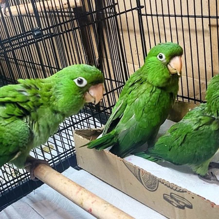 Cherry Head Conure