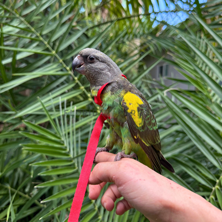 Meyers Poicephalus