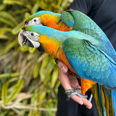Hybrid Macaw