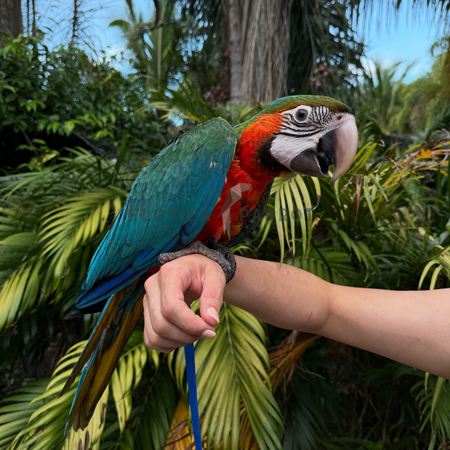 Hybrid Macaw