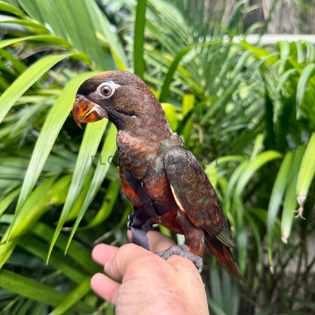 Dusky Lory