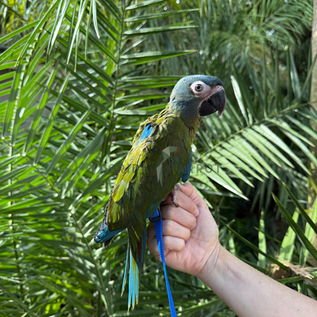 Blue-headed Macaw