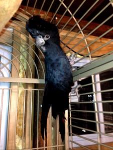 Black Palm Cockatoo