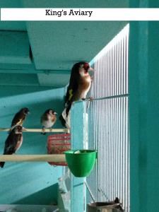 Goldfinch Finch