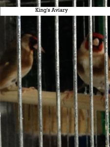Goldfinch Finch