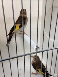 Goldfinch Finch