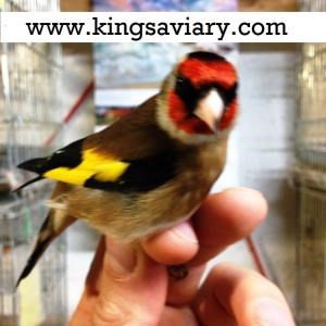 Goldfinch Finch