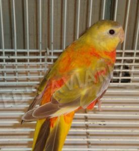 Grass Turquoisine Parakeet #57894 for sale in Los Angeles, CA