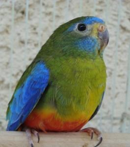 Grass Turquoisine Parakeet #76648 for sale in Los Angeles, CA