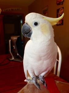 Lesser Sulpher Crested Cockatoo