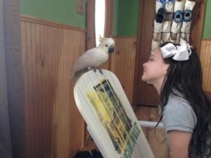 Lesser Sulpher Crested Cockatoo