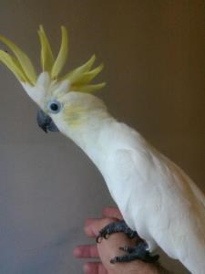 Lesser Sulpher Crested Cockatoo