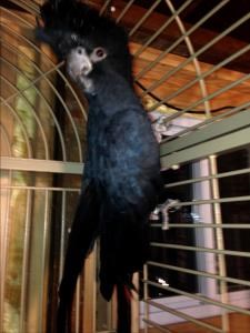 Red Tailed Black Cockatoo