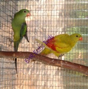 Rock Pebbler Parakeet #91248 for sale in San Diego, CA