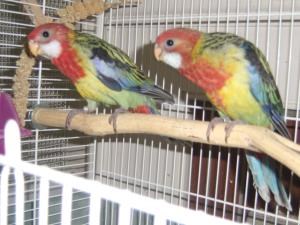Rosella Golden Manteled Parakeet