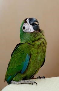 Severe Macaw