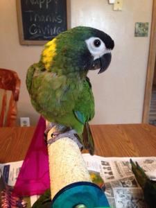 Yellow Collar Macaw
