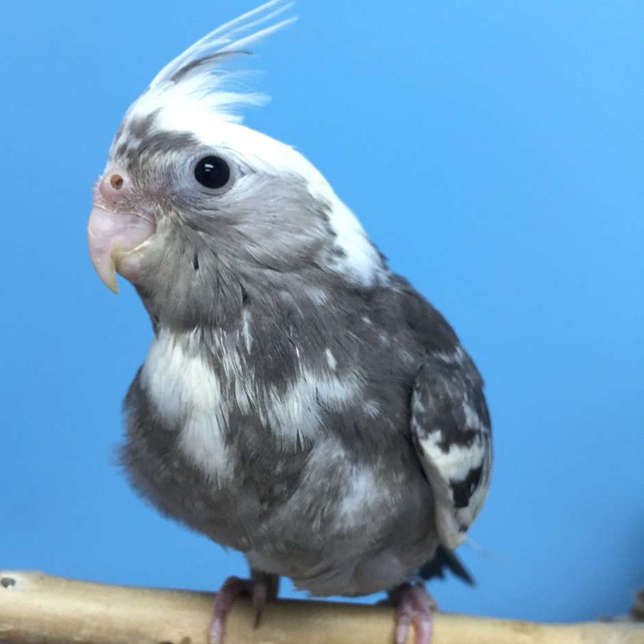cockatiel 100376 for sale in broadview heights oh cockatiel 100376 for sale in broadview heights oh