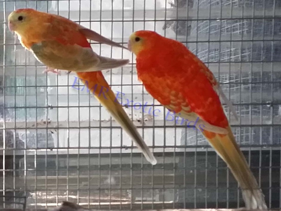 red rumped parakeet singing