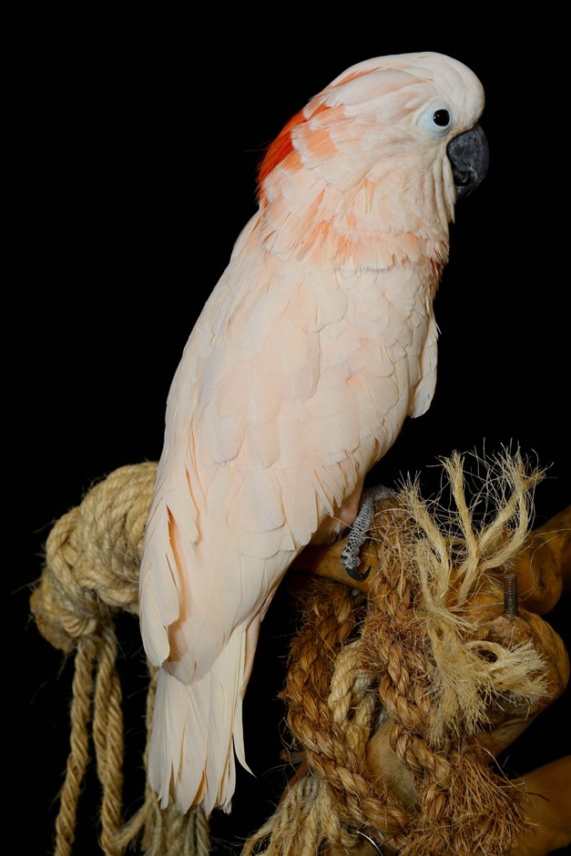 Moluccan Cockatoo Breeders 110