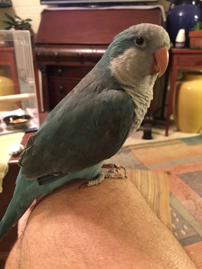 Quaker Parrot #110682 for sale in Raleigh, , NC