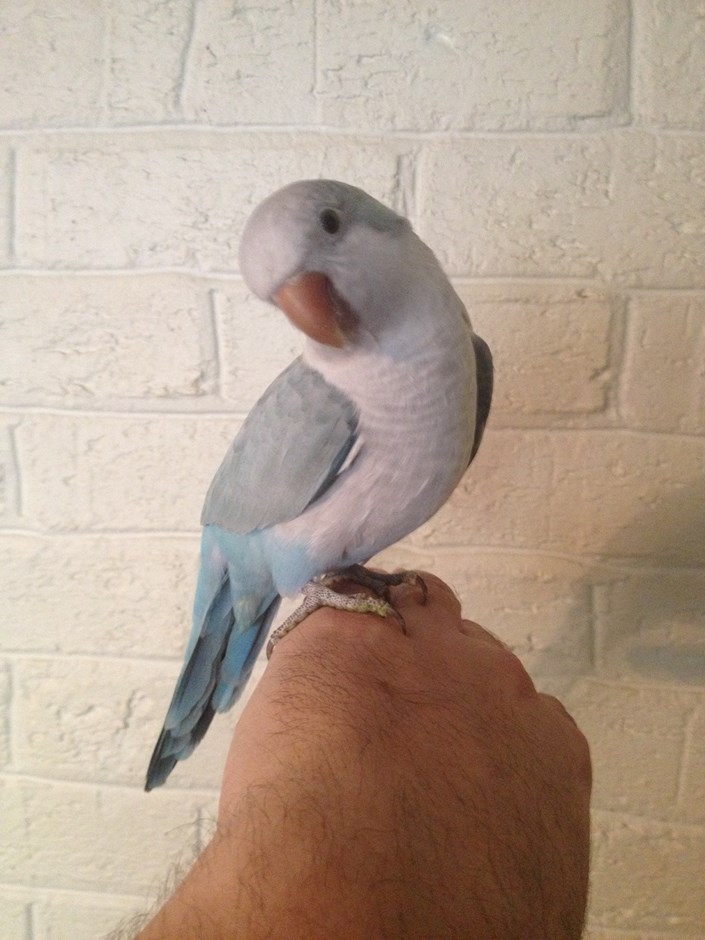 Quaker Parrot #110682 for sale in Raleigh, , NC