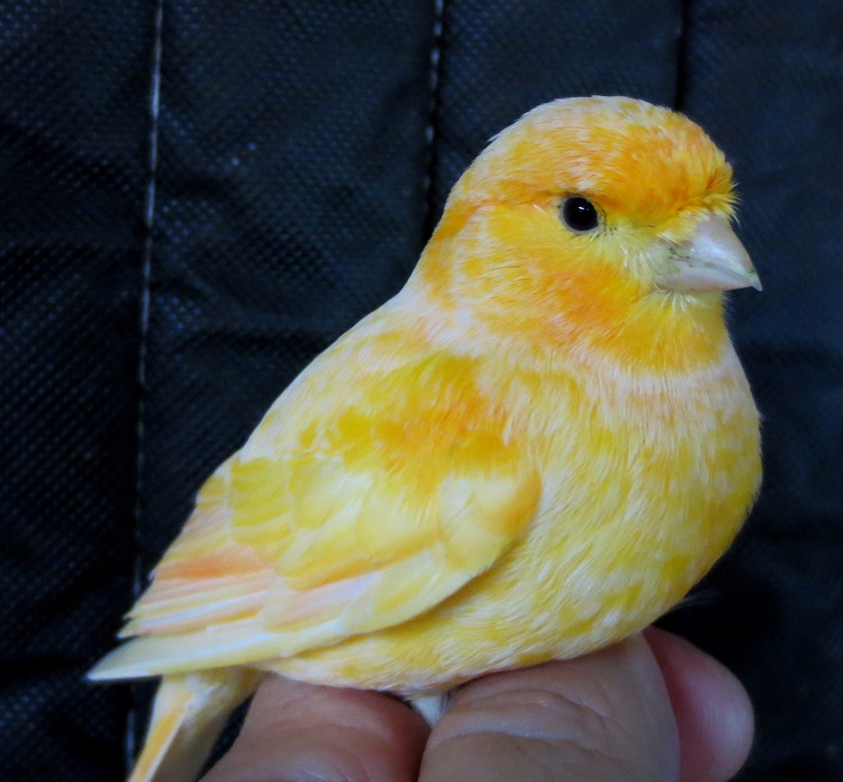 domestic canary for sale
