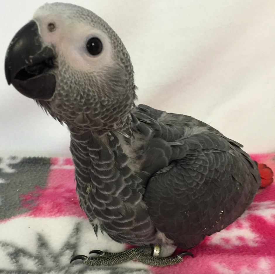 African Grey Congo Parrot #114512 for sale in Broadview Heights, OH African Grey Parrot For Sale In Massachusetts