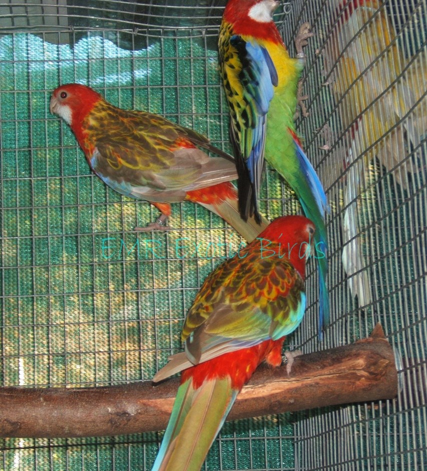 rosella golden manteled parakeet 114643 for sale in san rosella golden manteled parakeet 114643 for sale in san