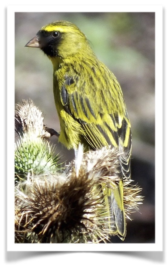 Other Finch 115784 for sale in Vancouver , WA